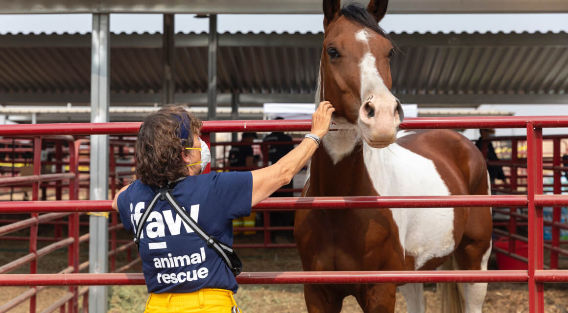 Animal Rescue – Friese Rijders